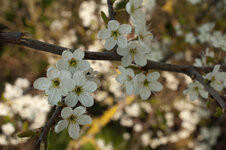 20100418-IMGP0615-3.jpg