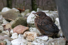 Junge Amsel.jpg