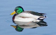 comp_Mallard.jpg