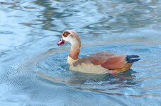 EgyptianGoose3.jpg