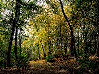 Herbstlicher Wald.jpg