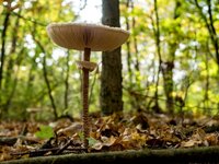 Pilz im Wald an der Havelchaussee.jpg