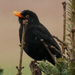 Amsel 110% crop.jpg