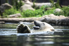 20130705 ZOOM Gelsen-Net-002.jpg