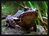 Grasfrosch am Gartenteich.jpg