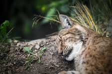 chillin__the_young_big_wild_cat_by_patriqio-d6hnc4e.jpg