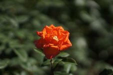 Rose-85f2.jpg