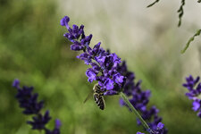 Biene mit Lavendel-6479.jpg