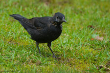 Amsel-1040062.jpg