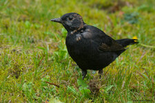 Amsel-1040070.jpg