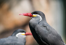 Zoo 31-08-2013__-122.jpg