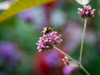 Botanischer Garten 31-08-2013__-142.jpg