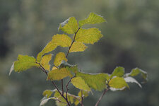 junger_baum_f2_8_1000px.jpg