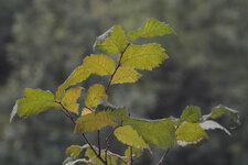 junger_baum_f5_6_1000px.jpg