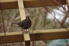 Amsel 10.jpg