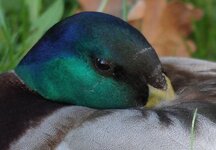 Ente-2,8-DPP-Crop.jpg