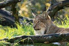 Luchs_370_8.0.JPG