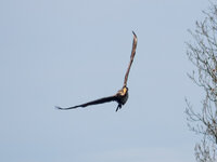 Kormoran-Schleife-crop-01.jpg