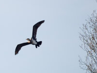 Kormoran-Schleife-crop-03.jpg