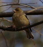 Chaffinch.jpg