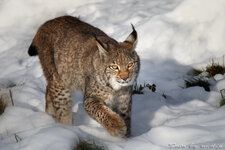 luchs 1.jpg