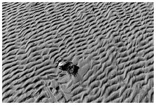 Muschel auf Sandrippel .jpg