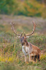 _MG_4687_Damhirsch.jpg