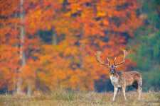 _MG_4772_Damhirsch.jpg