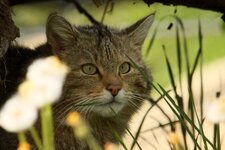 Wildkatze_450_8.0.JPG