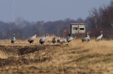 kraniche 500mm und 1,7x.jpg