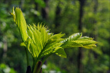 fruehling_04.jpg