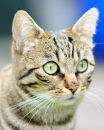 Poell-Katze-crop-2.jpg