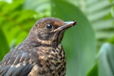 DSC_1686-Amsel-1.jpg