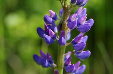 Lupine_blau.JPG