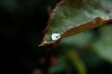 Rain_drop_bokeh.jpg