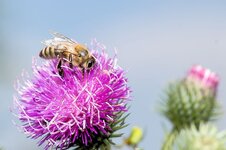 Biene-auf-einer-Distelbluete--20140701-0988.jpg