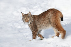 luchs 2.jpg