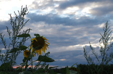 Sonnenblume K-01 20140814_6FR.jpg