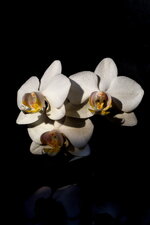 orchidee_forum.jpg
