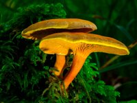The orange mushroom 1.jpg