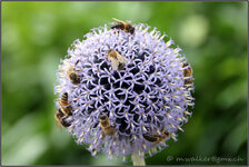 fleissige-Bienen-a30128639.jpg