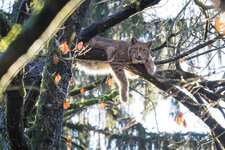 2014-12-19 - Wildpark20141219_034-297.jpg