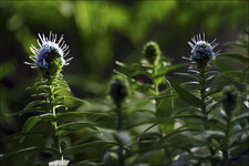 2015.02.08_botanischer_garten_06.jpg