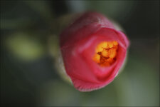 2015.02.08_botanischer_garten_15.jpg