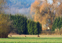 rehe-vor-der-haustuer-7117ecba-9834-47c1-a953-e67040eb9eea.jpg