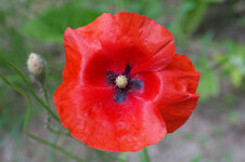 60mm_mohn.jpg