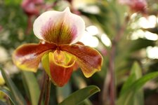 orchideen2015-26.JPG