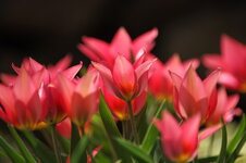 Tulpen 41.jpg