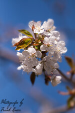 kirschblüten.jpg