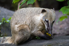 ZOO_Muenster-9526-ISO 320-1.jpg